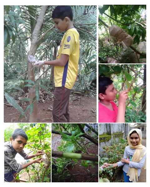 പ്രമാണം:19879 buddinggraftng.jpeg