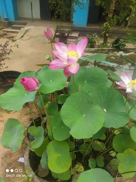 പ്രമാണം:42015 biodiversity garden 1.jpg