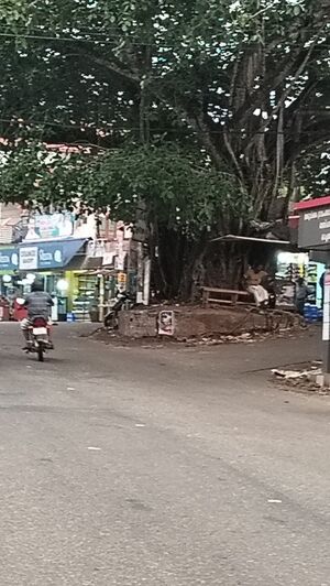 43037 banyan tree.jpg