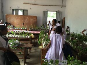 Medplant 15 35052.JPG