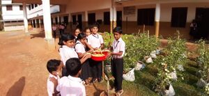 Vegetable harvest 1 qmlps.jpg