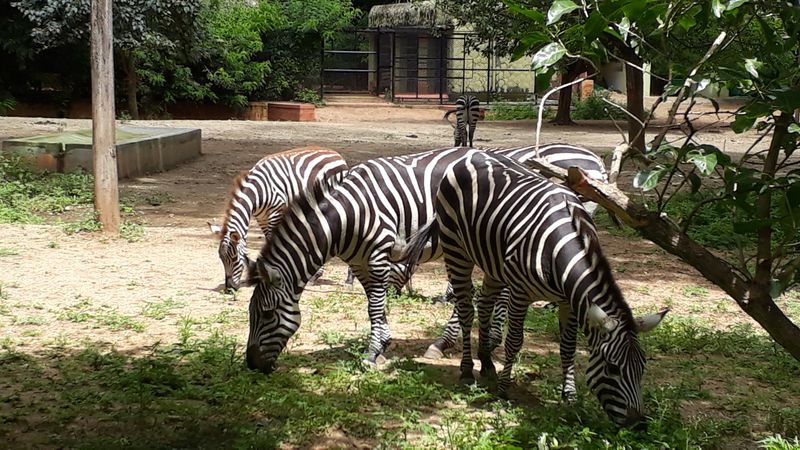 പ്രമാണം:30014 ZOO.jpg