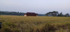 08134 ENTE GRAMAM .jpeg