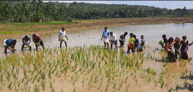 പ്രമാണം:19833-Nellu start 2022 23 3.jpg