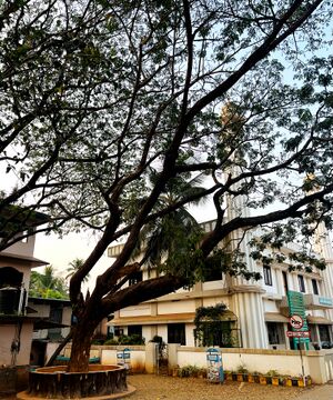 18673 thanal marangal 1.jpg