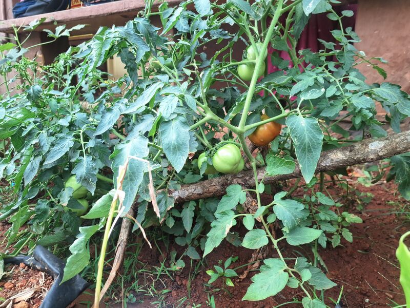 പ്രമാണം:22233 vegitablepicking.jpg