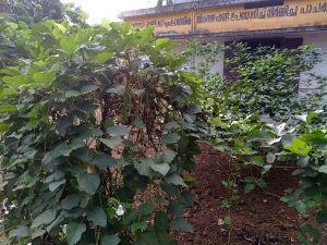 28012 SP 1920 169.jpeg