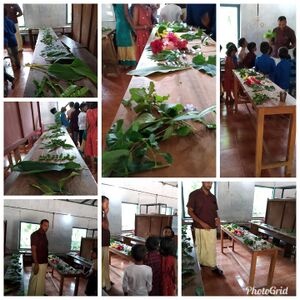 37211-medicinal plants class.jpg