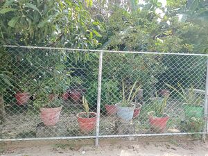 41084 school garden.jpeg