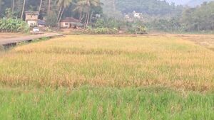 47088-paddy field.jpeg