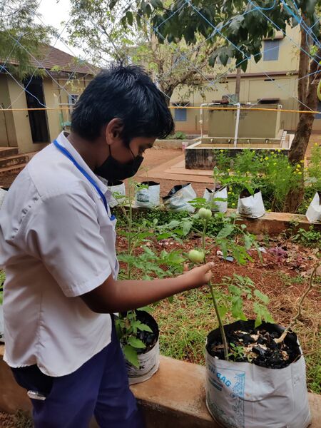 പ്രമാണം:19068 noonmeal veg farming.2.jpeg