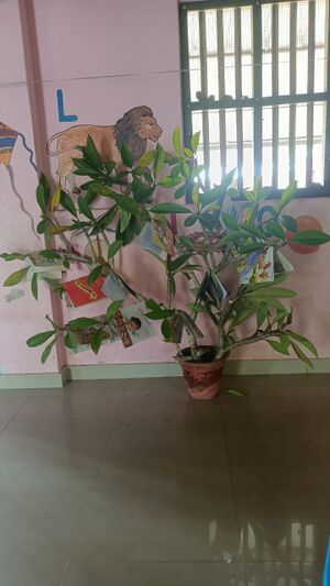 36422-ALP-VAYANA MARAM-19.6.2025.jpeg