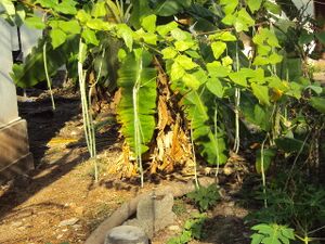 Jaivakrishi 35052 4.jpg