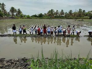 26335 vayalkkilikal2.jpg