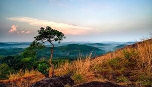 43446-vellanickal para.jpeg