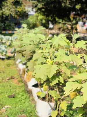 48086 school pachakkarithottam 3.jpeg.jpeg