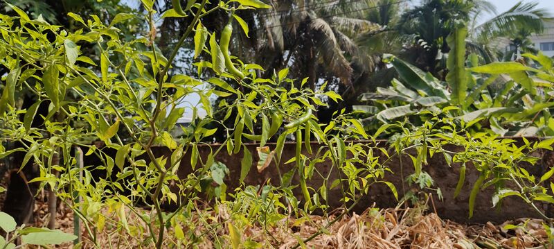 പ്രമാണം:16002 award 4.jpeg