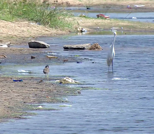 28026 thanneryhadam.png