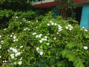 42015 biodiversity garden 3.jpg
