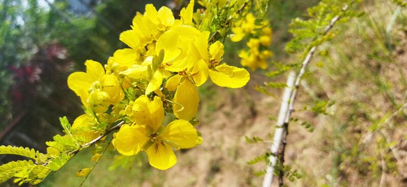 പ്രമാണം:44021 garden 5.jpg