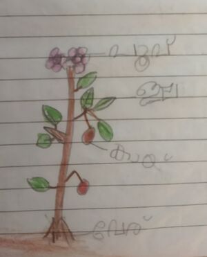 48251-MLP-KUNJ-AADHILAKHMI K.jpg