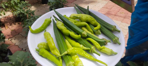 vegetable garden