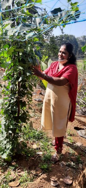 പ്രമാണം:School garden 4.jpg